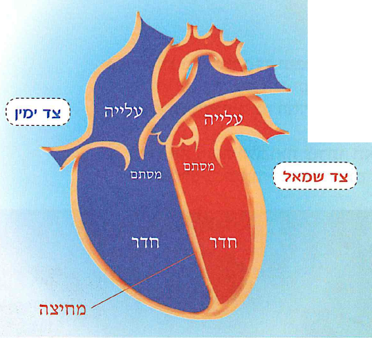 (בספר איורים, היעזרו במנחה)